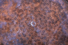 Load image into Gallery viewer, Large Antique Middle Eastern Engraved Bronze Bowl