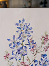 Load image into Gallery viewer, Original Botanical Watercolour By Lalia Caroline Dickson (Scottish 1913–1985), Delphiniums And Heather, 30 x 21 cm / 11.75 x 8.25 Inches