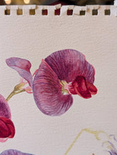 Load image into Gallery viewer, Original Botanical Watercolour Of Sweet Peas By Lalia Caroline Dickson (Scottish, 1913–1985) — 34.5 × 15 cm (13.6 × 5.9 in)