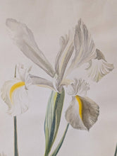 Load image into Gallery viewer, Lalia Dickson (1913–1985) Signed Botanical Study Of White Irises – Original Mid-Century Watercolour/Gouache On Paper – 38 x 57 cm