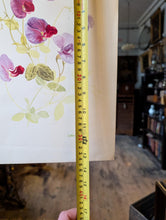 Load image into Gallery viewer, Original Botanical Watercolour Of Sweet Peas By Lalia Caroline Dickson (Scottish, 1913–1985) — 34.5 × 15 cm (13.6 × 5.9 in)