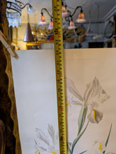 Load image into Gallery viewer, Lalia Dickson (1913–1985) Signed Botanical Study Of White Irises – Original Mid-Century Watercolour/Gouache On Paper – 38 x 57 cm
