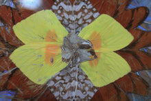 Load image into Gallery viewer, Mid-Century Brazilian Butterfly-Wing Tray With Inlaid Wood Border – Kaleidoscopic Specimen Art, c. 1940s–60s