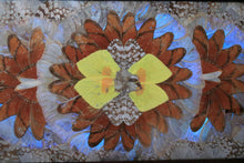 Load image into Gallery viewer, Mid-Century Brazilian Butterfly-Wing Tray With Inlaid Wood Border – Kaleidoscopic Specimen Art, c. 1940s–60s