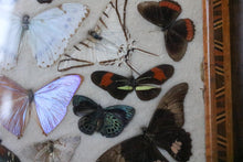 Load image into Gallery viewer, Vintage Brazilian Butterfly Specimen Tray – Real Mounted Butterflies In Glazed Wooden Tray – 42.5 x 18.5 cm / 16.7” x 7.3”