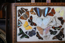 Load image into Gallery viewer, Vintage Brazilian Butterfly Specimen Tray – Real Mounted Butterflies In Glazed Wooden Tray – 42.5 x 18.5 cm / 16.7” x 7.3”