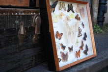 Load image into Gallery viewer, Vintage Framed Butterfly & Moth Display Case – Taxidermy Specimen Board – 47.5 x 39.5 cm