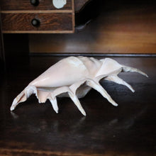 Load image into Gallery viewer, Large Decorative Spider Conch Shell Specimen - Natural Coastal Display - 33cm Wide