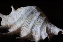 Load image into Gallery viewer, Large Decorative Spider Conch Shell Specimen - Natural Coastal Display - 33cm Wide