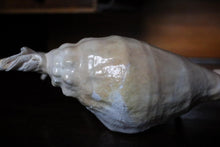 Load image into Gallery viewer, Large Decorative Spider Conch Shell Specimen - Natural Coastal Display - 33cm Wide