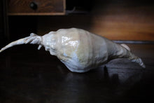 Load image into Gallery viewer, Large Decorative Spider Conch Shell Specimen - Natural Coastal Display - 33cm Wide