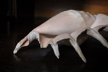 Load image into Gallery viewer, Large Decorative Spider Conch Shell Specimen - Natural Coastal Display - 33cm Wide