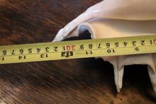 Load image into Gallery viewer, Large Decorative Spider Conch Shell Specimen - Natural Coastal Display - 33cm Wide