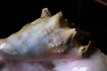 Load image into Gallery viewer, Large Decorative Queen Conch Shell – Natural Pink Interior Sea Shell Specimen – 26cm Wide