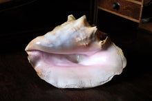 Load image into Gallery viewer, Large Decorative Queen Conch Shell – Natural Pink Interior Sea Shell Specimen – 26cm Wide
