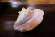 Load image into Gallery viewer, Large Decorative Queen Conch Shell – Natural Pink Interior Sea Shell Specimen – 26cm Wide