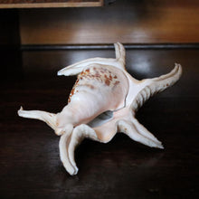 Load image into Gallery viewer, Title: Large Natural Spider Conch Shell – Decorative Coastal Specimen – Nautical Curio – 22cm Wide
