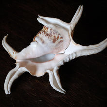 Load image into Gallery viewer, Title: Large Natural Spider Conch Shell – Decorative Coastal Specimen – Nautical Curio – 22cm Wide
