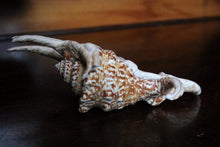 Load image into Gallery viewer, Title: Large Natural Spider Conch Shell – Decorative Coastal Specimen – Nautical Curio – 22cm Wide