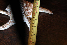 Load image into Gallery viewer, Title: Large Natural Spider Conch Shell – Decorative Coastal Specimen – Nautical Curio – 22cm Wide