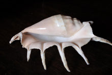 Load image into Gallery viewer, Large Decorative Spider Conch Shell Specimen - Natural Coastal Display - 33cm Wide