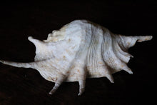 Load image into Gallery viewer, Large Decorative Spider Conch Shell Specimen - Natural Coastal Display - 33cm Wide