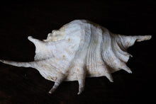 Load image into Gallery viewer, Large Decorative Spider Conch Shell Specimen - Natural Coastal Display - 33cm Wide