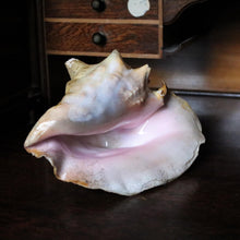 Load image into Gallery viewer, Large Decorative Queen Conch Shell – Natural Pink Interior Sea Shell Specimen – 26cm Wide