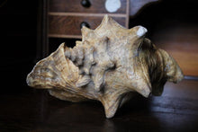 Load image into Gallery viewer, Large Decorative Queen Conch Shell – Natural Pink Interior Sea Shell Specimen – 26cm Wide