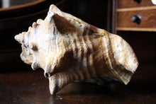 Load image into Gallery viewer, Large Decorative Queen Conch Shell – Natural Pink Interior Sea Shell Specimen – 26cm Wide