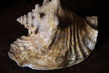 Load image into Gallery viewer, Large Decorative Queen Conch Shell – Natural Pink Interior Sea Shell Specimen – 26cm Wide
