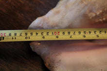 Load image into Gallery viewer, Large Decorative Queen Conch Shell – Natural Pink Interior Sea Shell Specimen – 26cm Wide