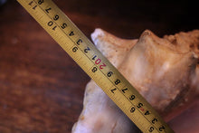 Load image into Gallery viewer, Large Decorative Queen Conch Shell – Natural Pink Interior Sea Shell Specimen – 26cm Wide
