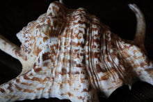 Load image into Gallery viewer, Title: Large Natural Spider Conch Shell – Decorative Coastal Specimen – Nautical Curio – 22cm Wide