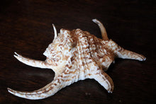 Load image into Gallery viewer, Title: Large Natural Spider Conch Shell – Decorative Coastal Specimen – Nautical Curio – 22cm Wide