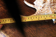 Load image into Gallery viewer, Title: Large Natural Spider Conch Shell – Decorative Coastal Specimen – Nautical Curio – 22cm Wide