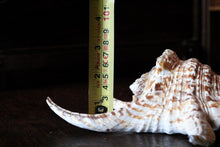 Load image into Gallery viewer, Title: Large Natural Spider Conch Shell – Decorative Coastal Specimen – Nautical Curio – 22cm Wide