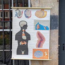 Load image into Gallery viewer, Vintage German Anatomical School Wall Chart - Endocrine System - Dresden Hygiene Museum - Mid Century