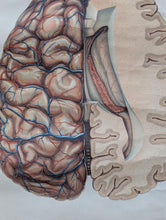 Load image into Gallery viewer, Vintage German Anatomical Brain School Wall Chart - 1950s DDR Medical Teaching Poster - Deutsches Hygiene Museum Dresden