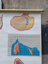 Load image into Gallery viewer, Vintage German Anatomical School Wall Chart - Endocrine System - Dresden Hygiene Museum - Mid Century