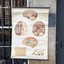Load image into Gallery viewer, Vintage German Anatomical Brain School Wall Chart - 1950s DDR Medical Teaching Poster - Deutsches Hygiene Museum Dresden