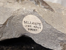 Load image into Gallery viewer, Large Belemnite Fossil in Limestone
