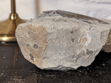 Load image into Gallery viewer, Large Belemnite Fossil in Limestone

