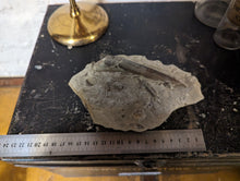 Load image into Gallery viewer, Large Belemnite Fossil in Limestone

