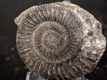 Load image into Gallery viewer, Lower Jurassic, Upper Lias Ammonite from Scotland
