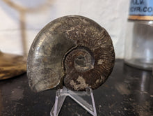 Load image into Gallery viewer, Lower Jurassic, Upper Lias Ammonite from Scotland
