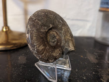 Load image into Gallery viewer, Lower Jurassic, Upper Lias Ammonite from Scotland
