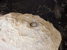 Load image into Gallery viewer, Large Belemnite Fossil in Limestone
