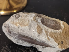 Load image into Gallery viewer, Large Belemnite Fossil in Limestone

