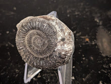 Load image into Gallery viewer, Lower Jurassic, Upper Lias Ammonite from Scotland
